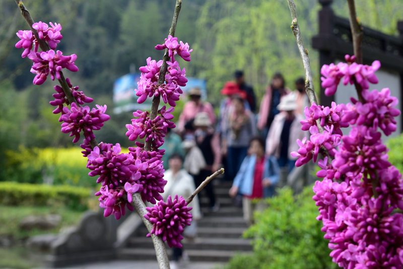 春分時(shí)節(jié) 張家界黃龍洞景區(qū)春花紛紛上線